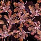 Rayon Spun Satin Print – Cyclaam | Luxe Viscose Satijn Stof - Stitch & Sew