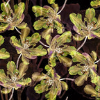 Rayon Spun Satin Print – Khaki | Luxe Viscose Satijn Stof - Stitch & Sew